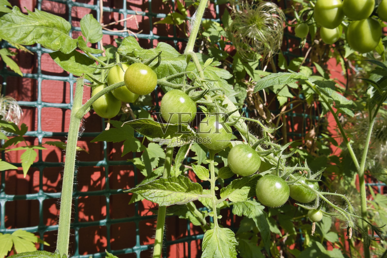 室外树枝上的生西红柿照片摄影图片