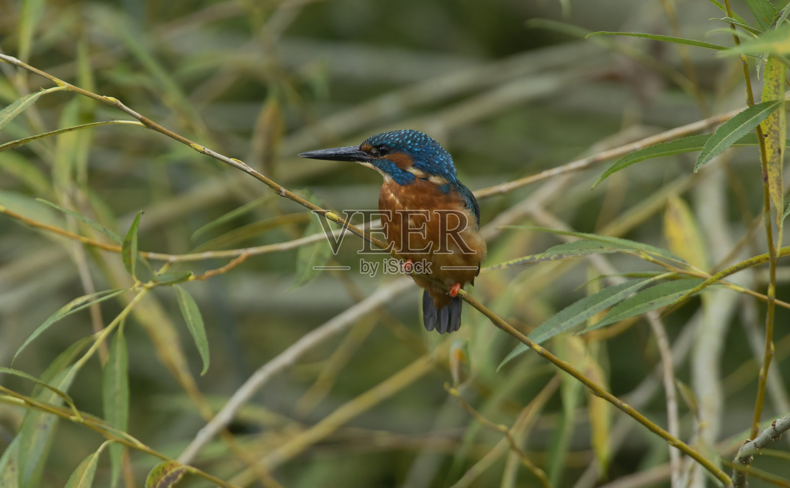 翠鸟照片摄影图片