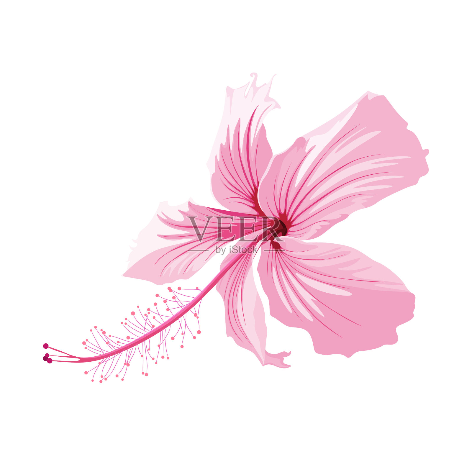 异国情调的粉红色木槿花，孤立在白色上插画图片素材