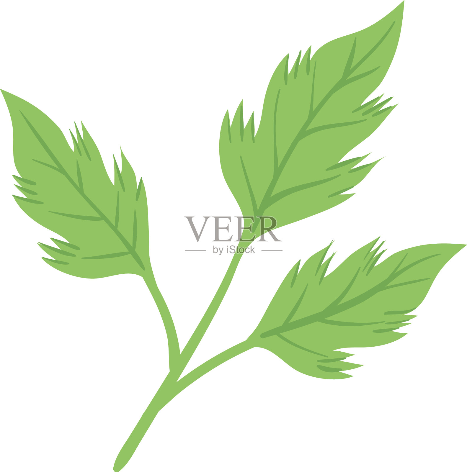 香菜新鲜蔬菜设计元素图片