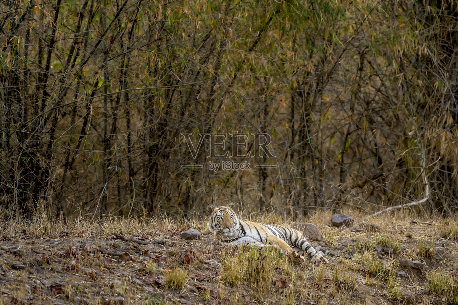 警觉印度野生雄性孟加拉虎或panthera底格里斯底格里斯虎休息和寻找可能的猎物在炎热的夏季在班德哈瓦加尔国家公园森林umaria印度中央邦亚洲照片摄影图片
