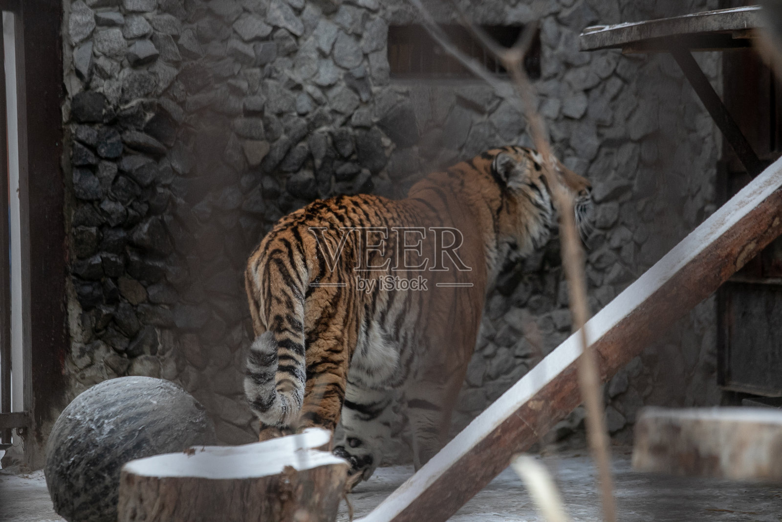 一张巨大的条纹老虎的肖像，在动物园的笼子里休息。照片摄影图片