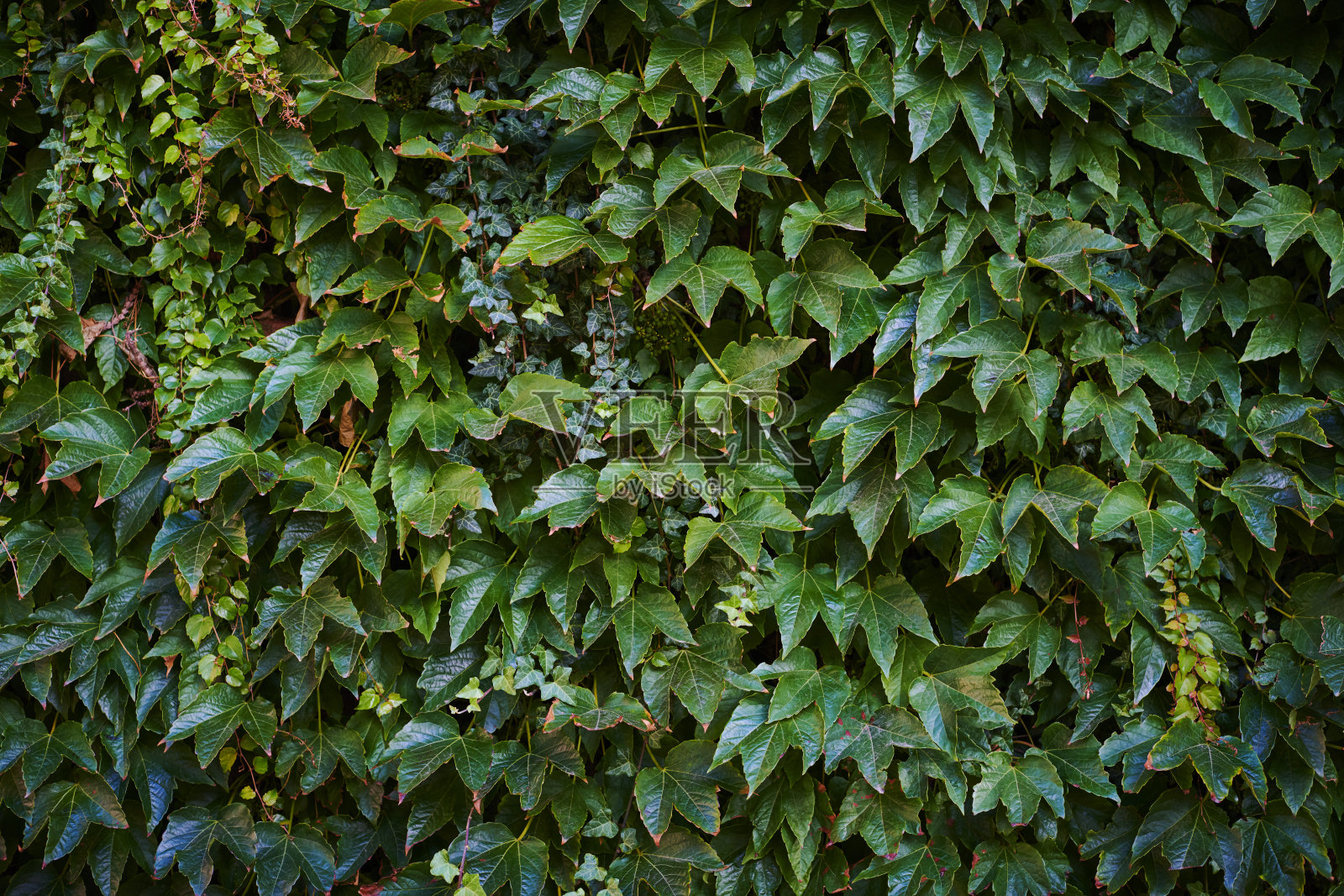 墙上的常春藤照片摄影图片