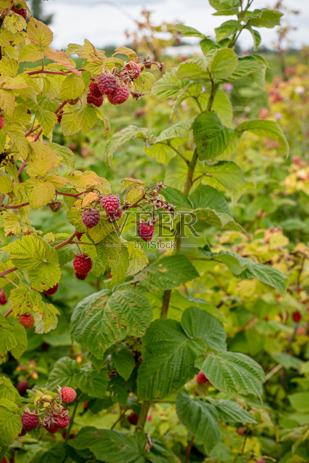 树莓灌木丛照片摄影图片