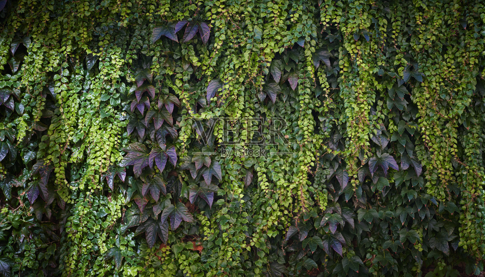 墙上的常春藤照片摄影图片