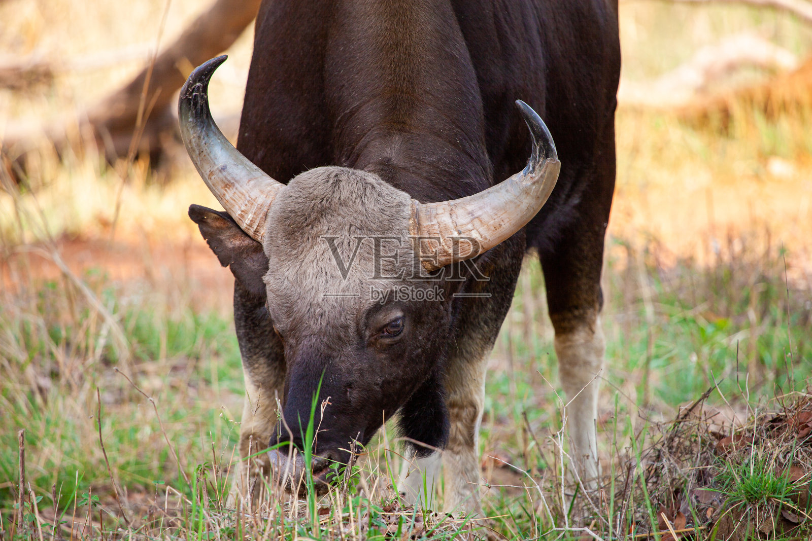 在塔多巴国家公园的森林里散步的印第安野牛或高头野牛照片摄影图片