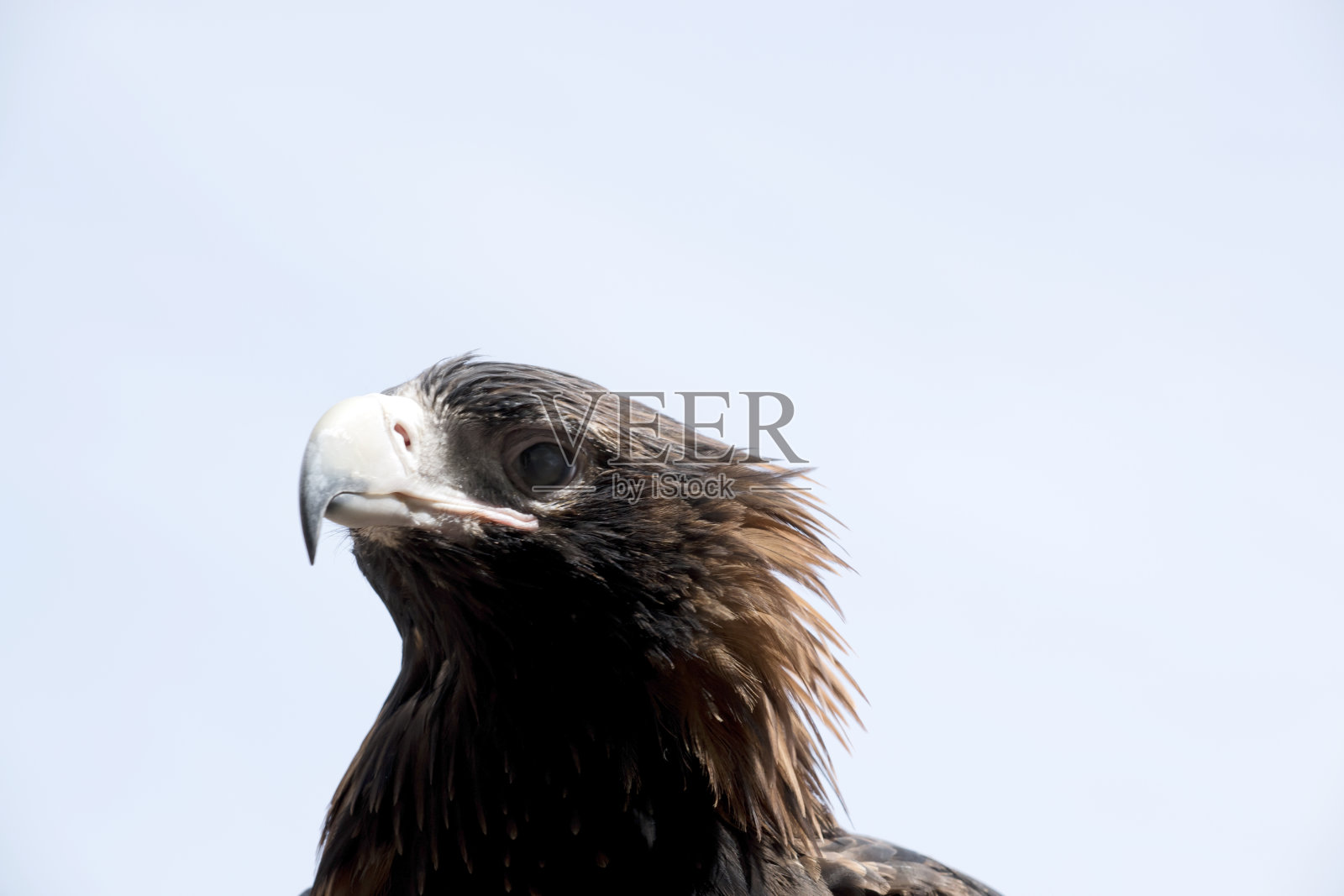 这是一个楔形尾鹰的特写。他有棕色的眼睛和白色的喙，末端有一点灰色。照片摄影图片