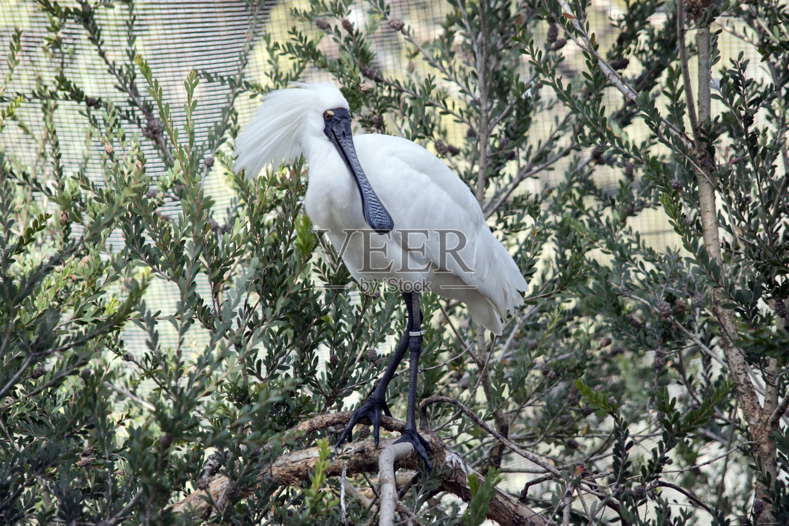 皇家琵鹭栖息在高高的树上照片摄影图片