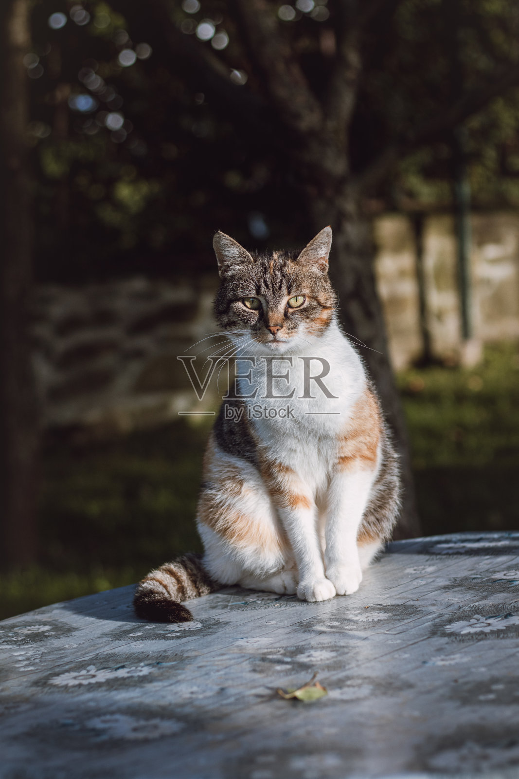 三只五颜六色的家猫站在桌子上的好奇和顽皮的样子。猫科家养猫在领地周围走动。宠物的表情照片摄影图片