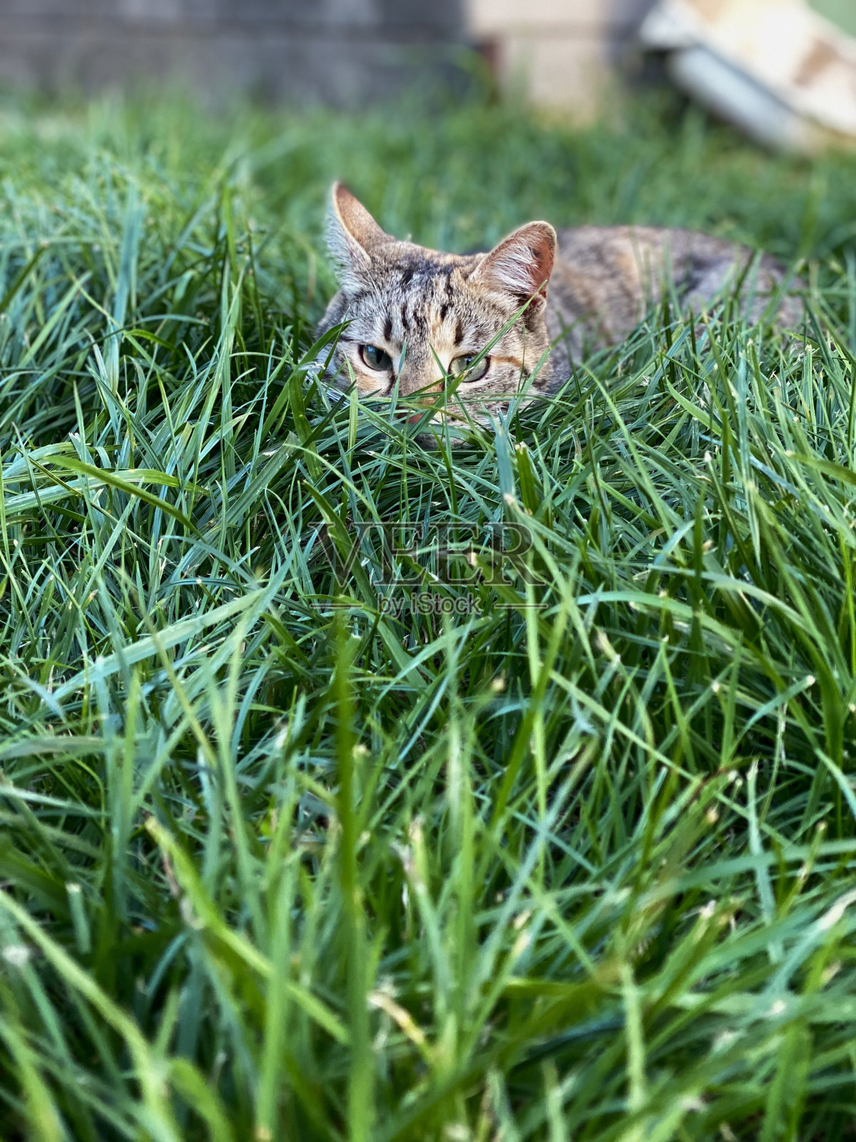 宠物照片摄影图片