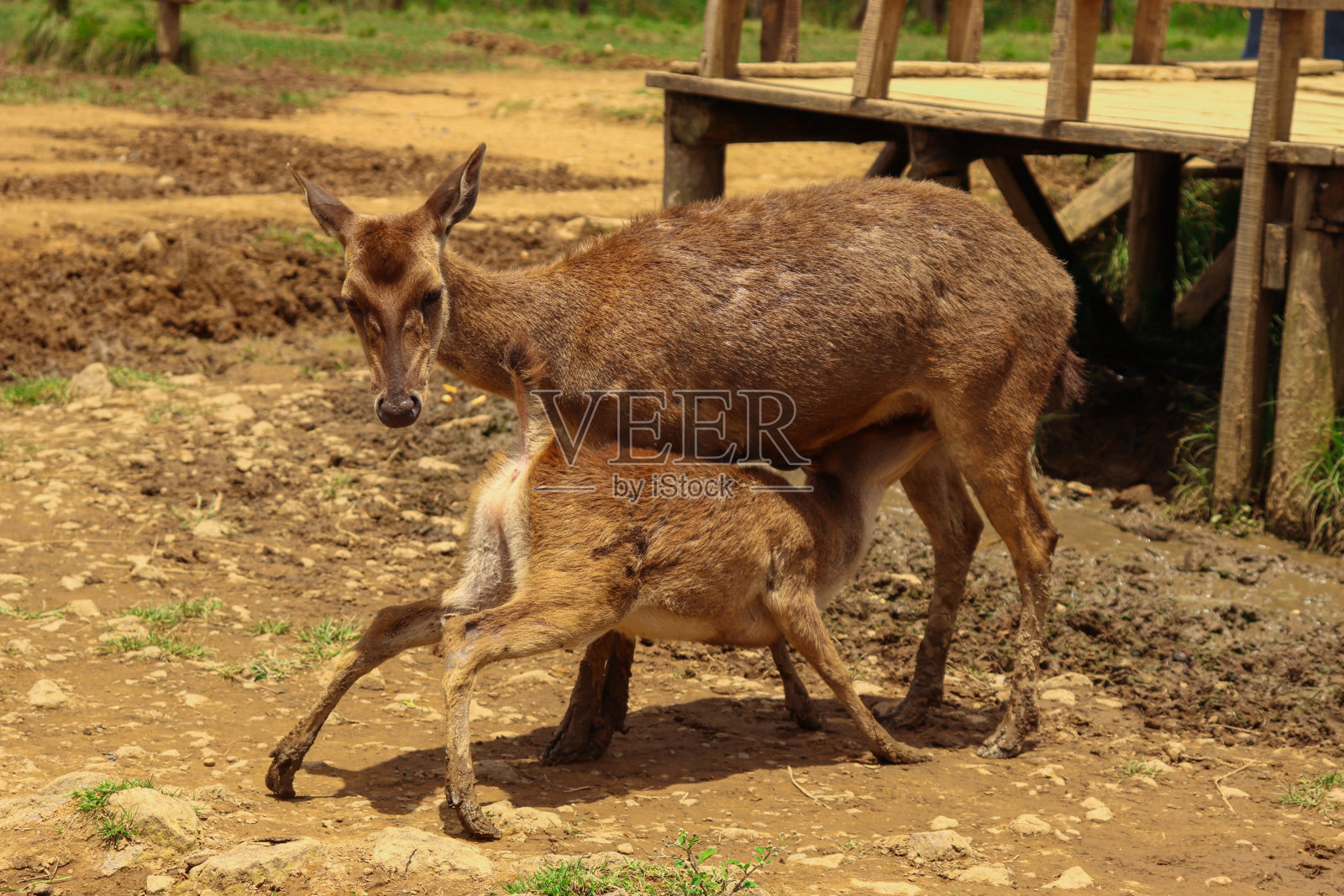 母鹿在哺育小鹿照片摄影图片