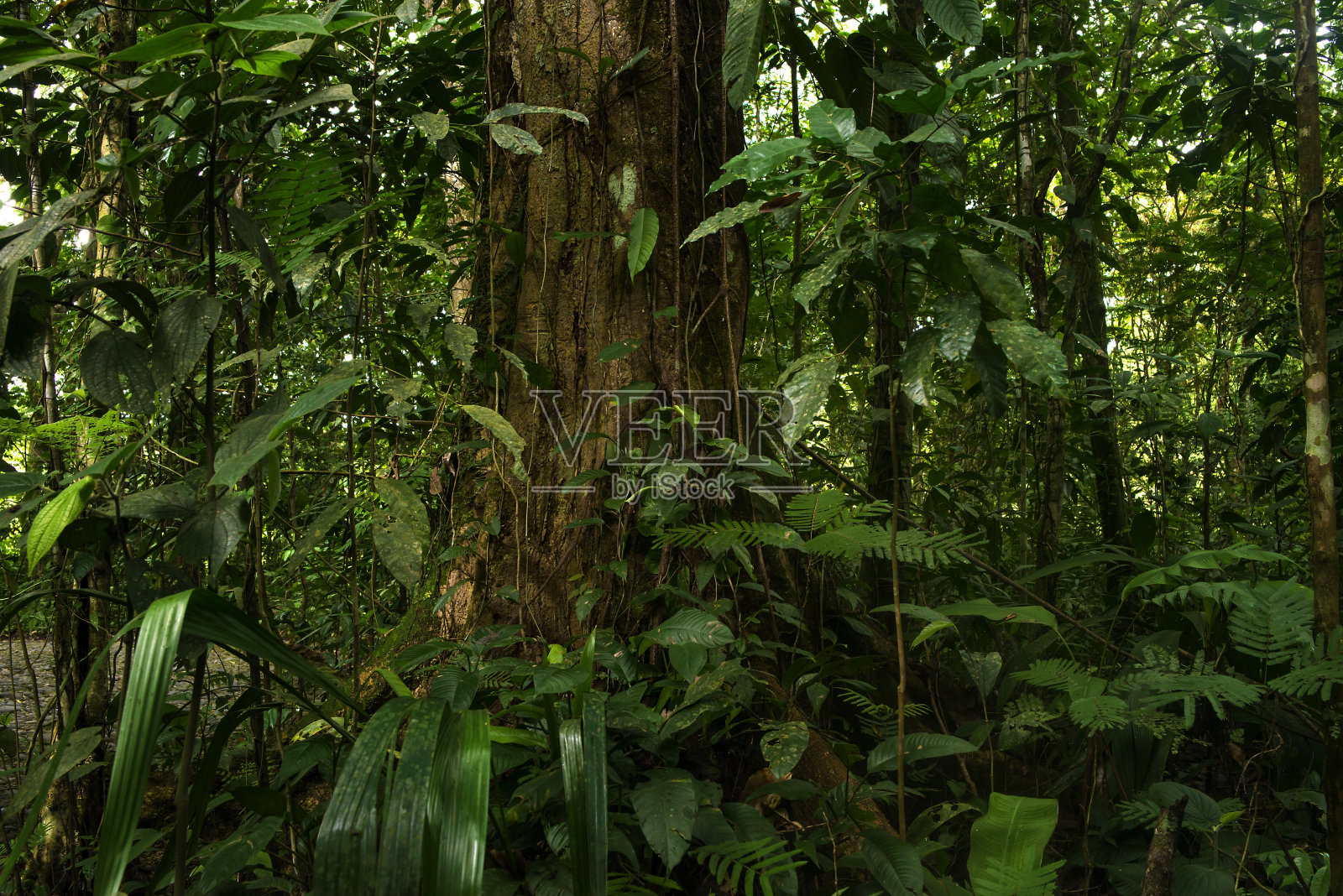 有树木、苔藓和蕨类植物的森林景观照片摄影图片