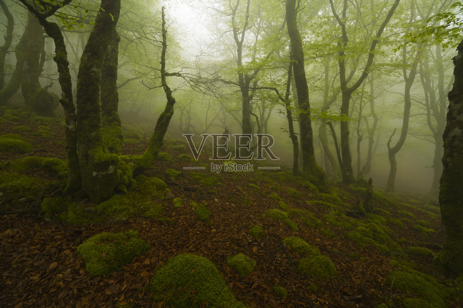 森林景观有雾，树木和苔藓。照片摄影图片