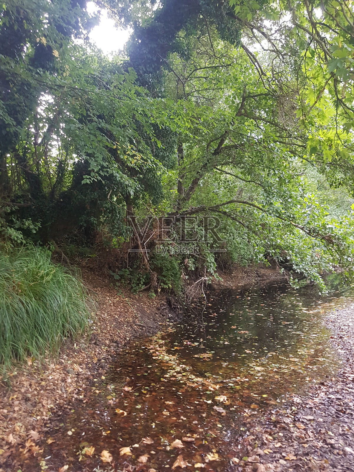 这条干涸的河流边长满了树木，河边有一点河水照片摄影图片