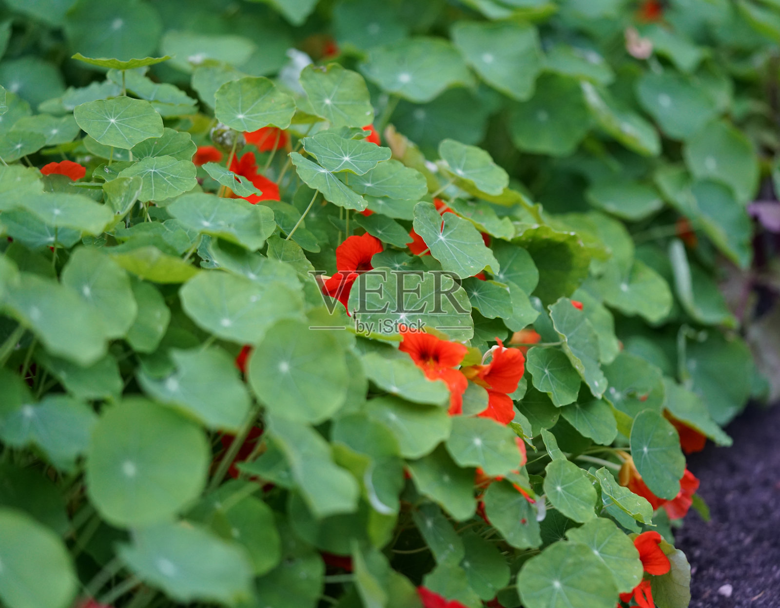 开红花的对牛花照片摄影图片