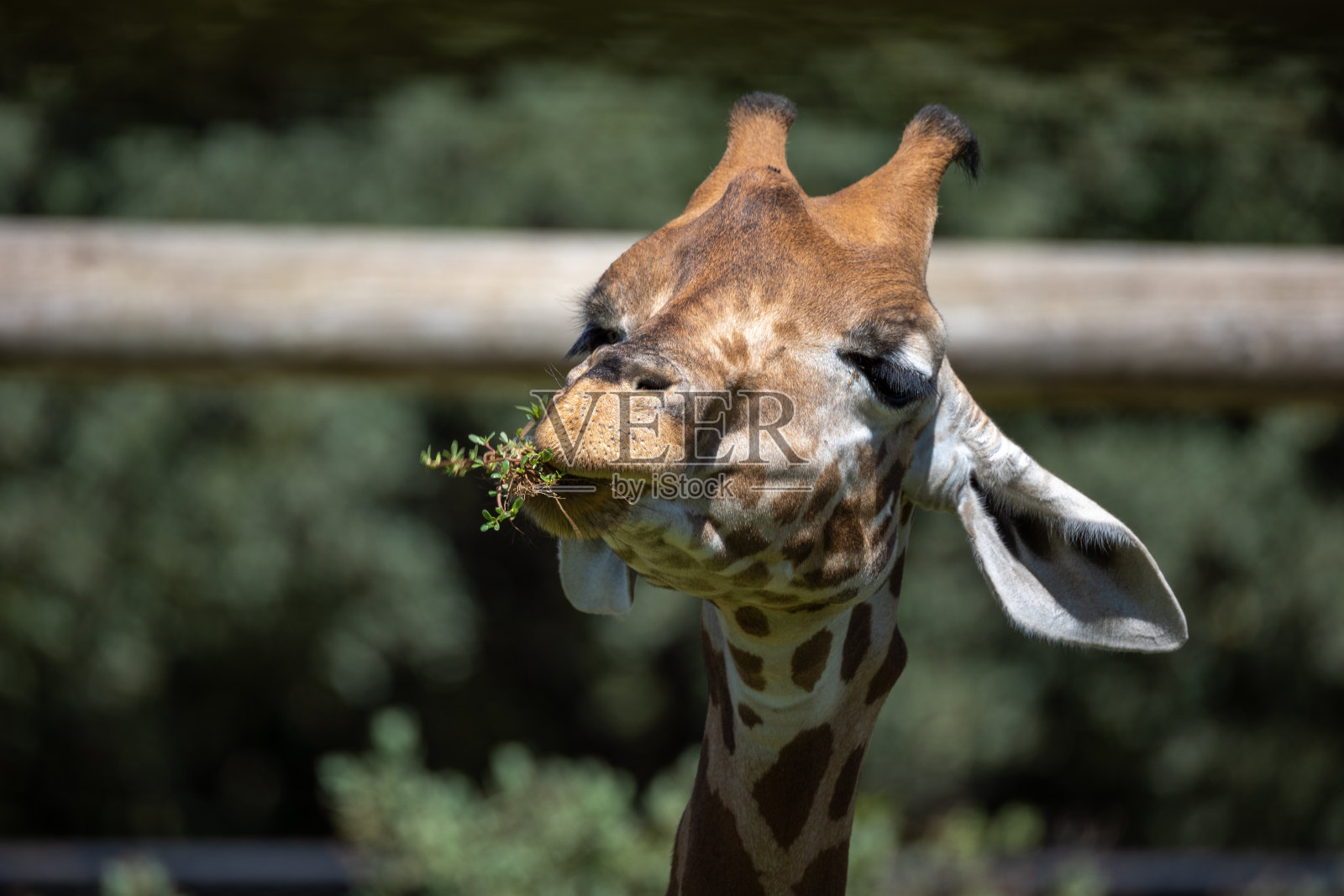 长颈鹿吃东西的特写照片摄影图片