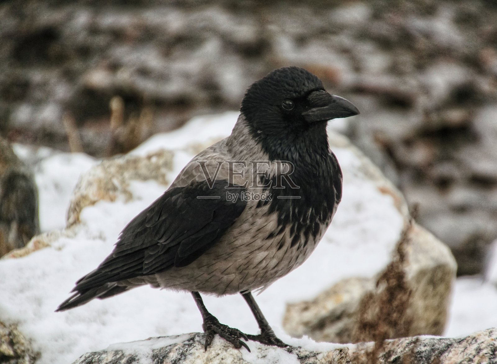 冬天的乌鸦特写照片摄影图片