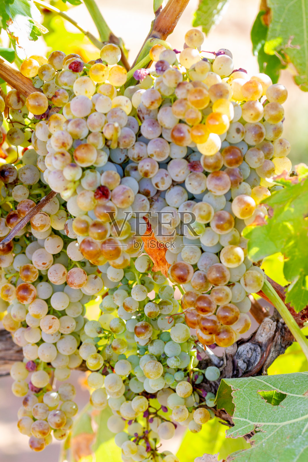 马卡贝奥品种的葡萄串照片摄影图片