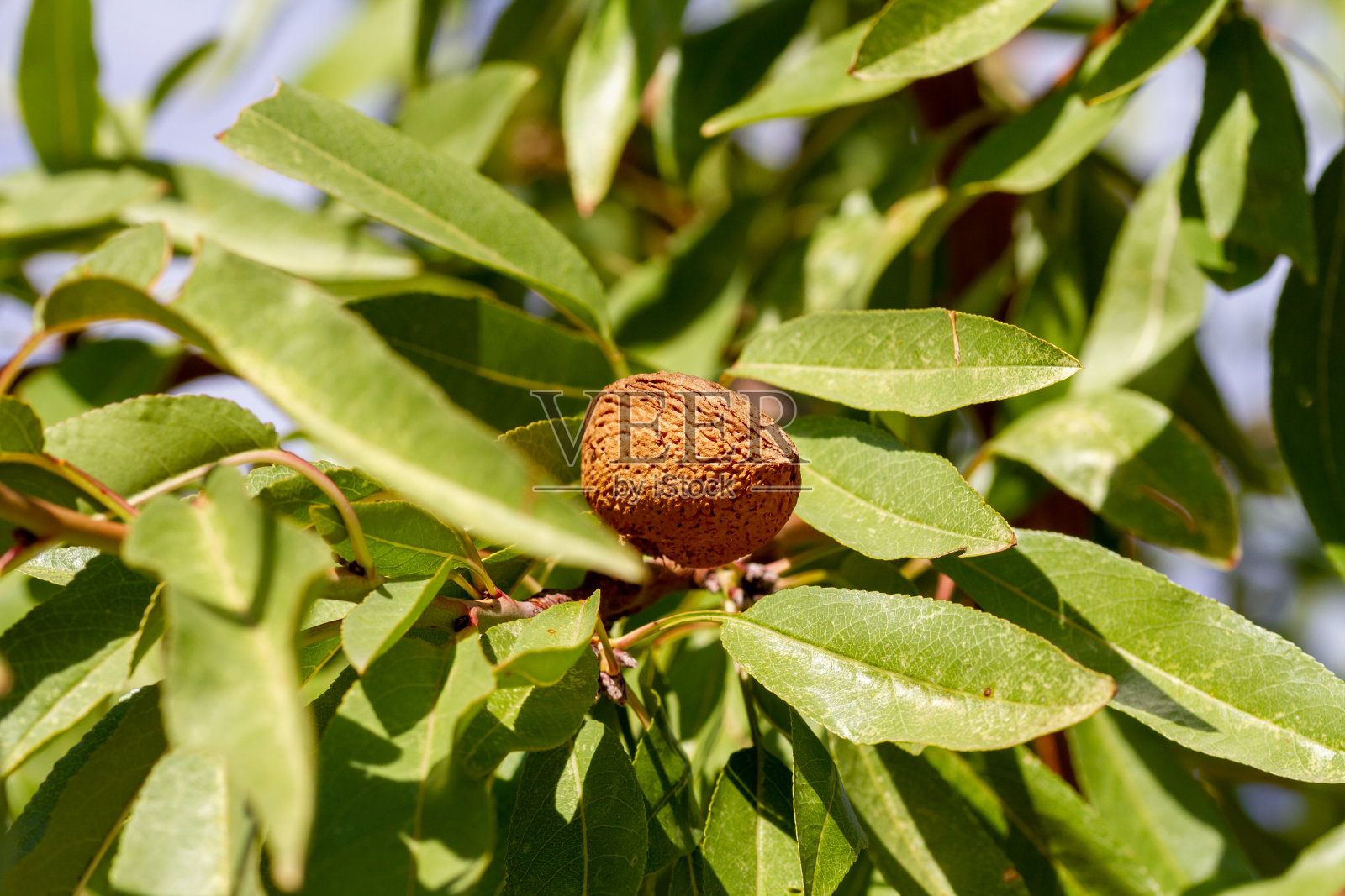 在西班牙的一个农场里，等待收割的拉古塔杏仁照片摄影图片