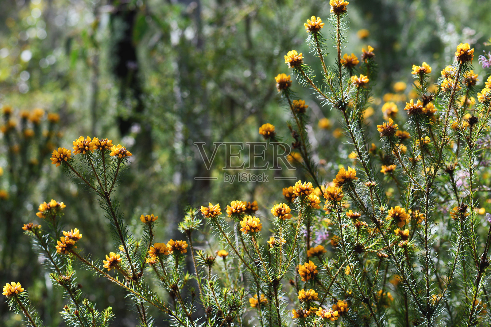 澳洲本土矮灌木豌豆的黄花，豆科扁豆属照片摄影图片