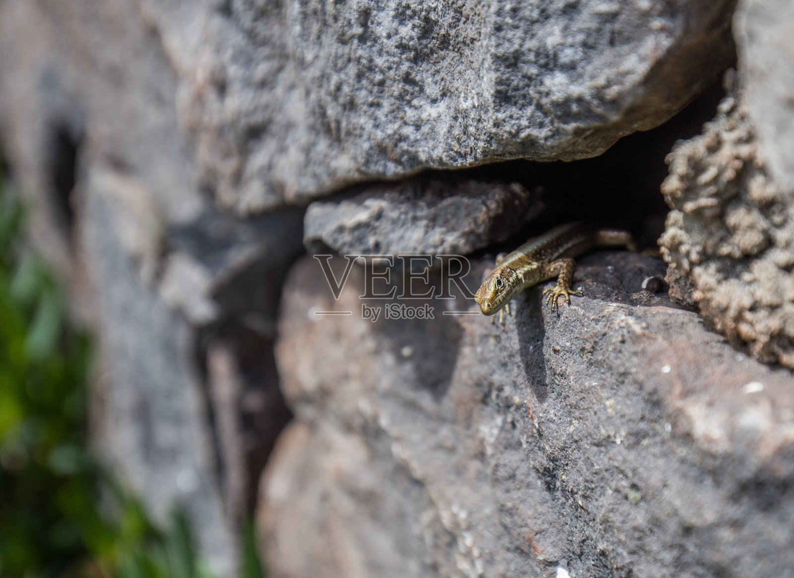 蜥蜴在阳光下取暖照片摄影图片