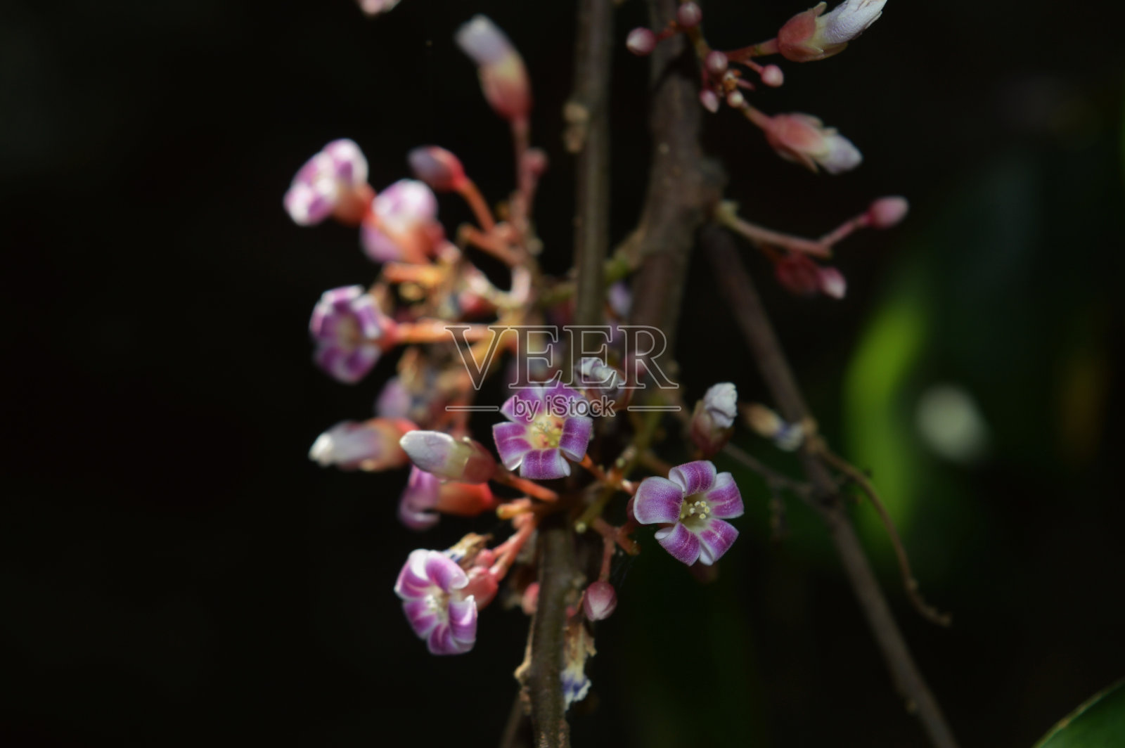 杨桃花照片摄影图片