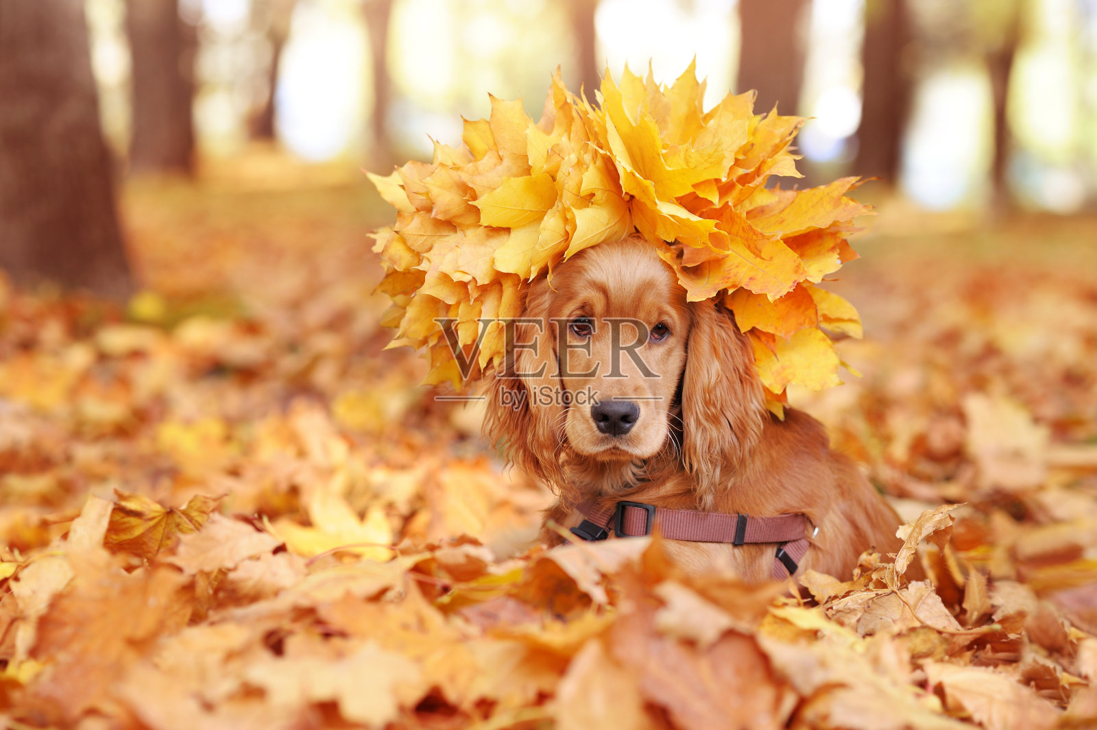 戴秋叶冠的英国猎犬照片摄影图片