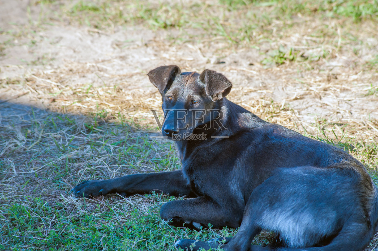 一条黑狗在路上奔跑。印度街头的狗。照片摄影图片