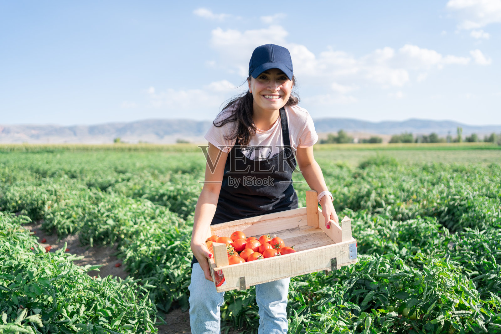 妇女采摘西红柿İn田野和看着相机的肖像照片摄影图片