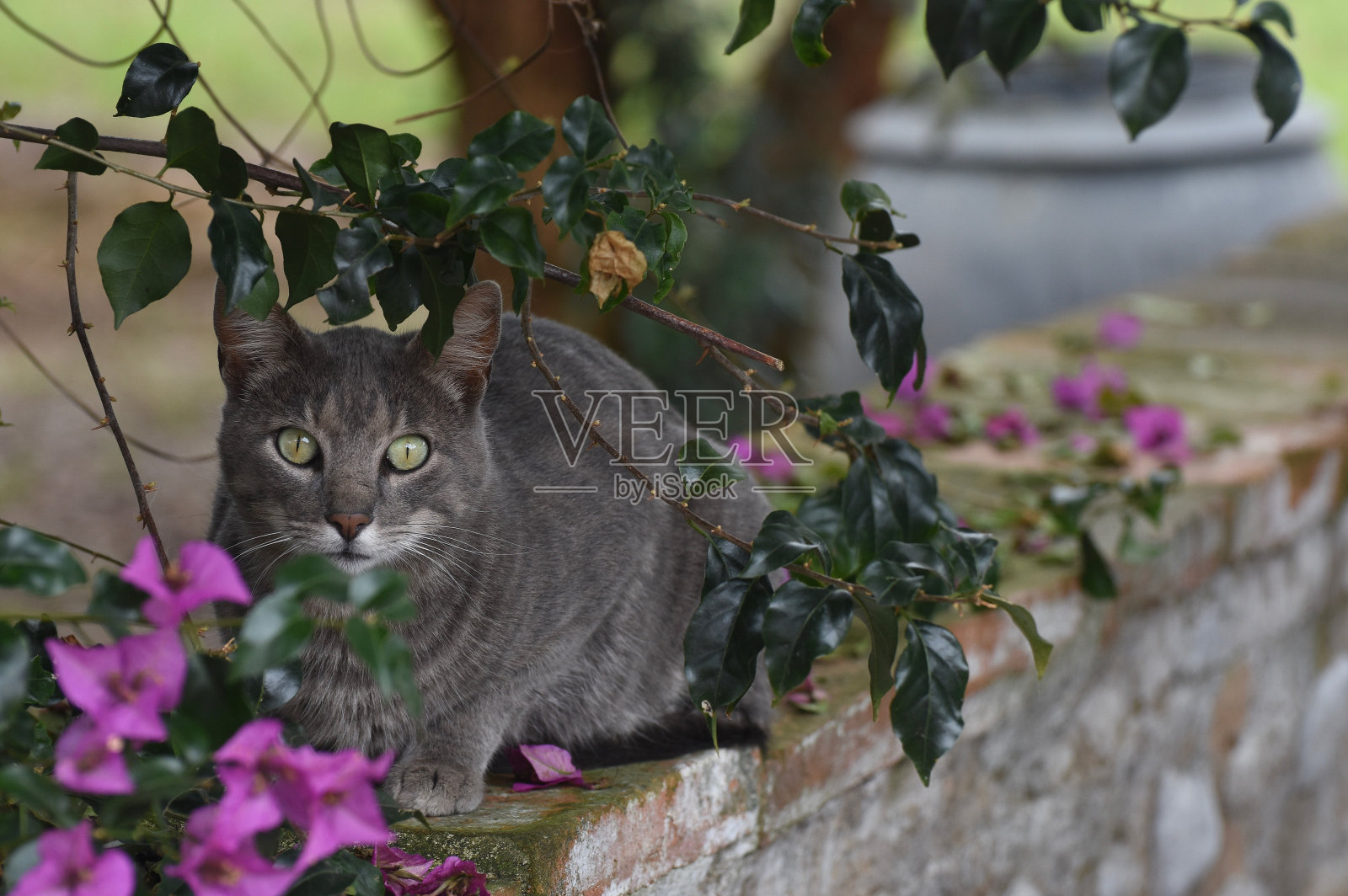 隐藏的猫照片摄影图片
