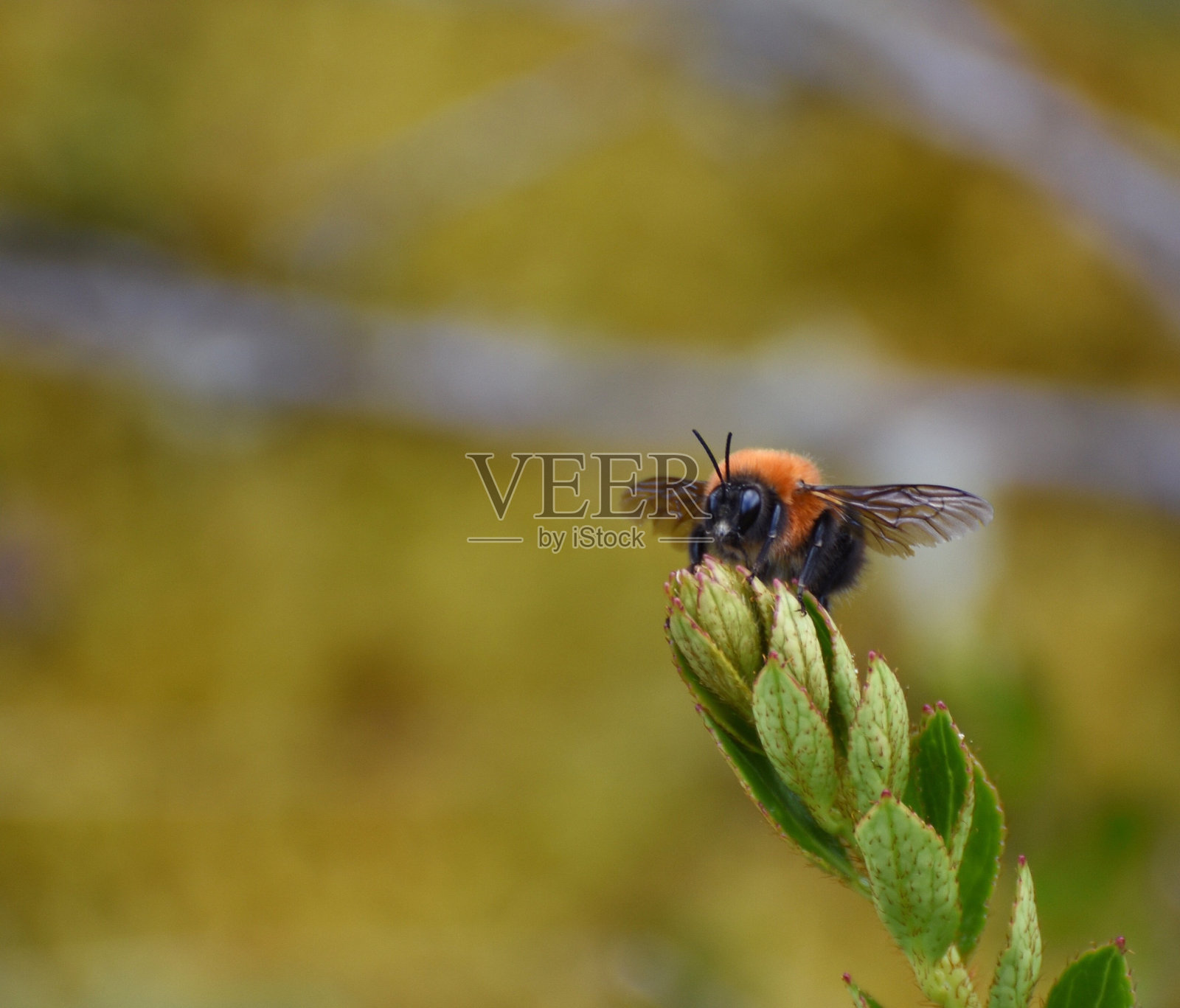 宏观大黄蜂照片摄影图片