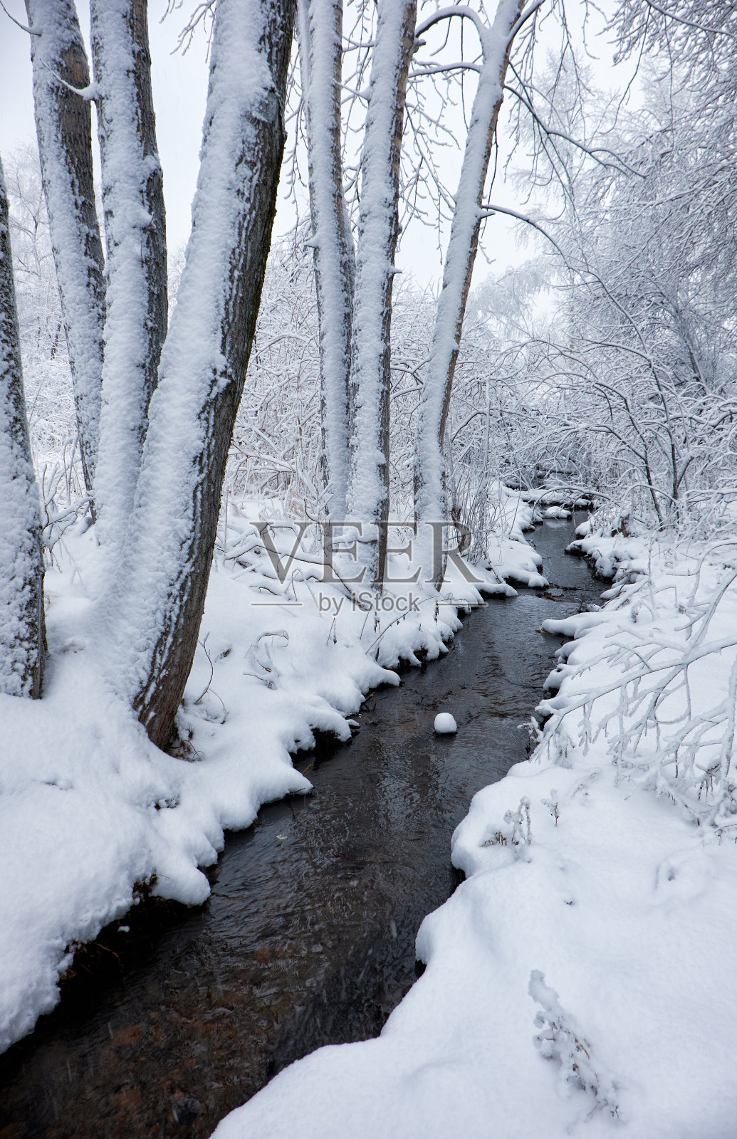 冬雪下白杨树间的小冬溪照片摄影图片