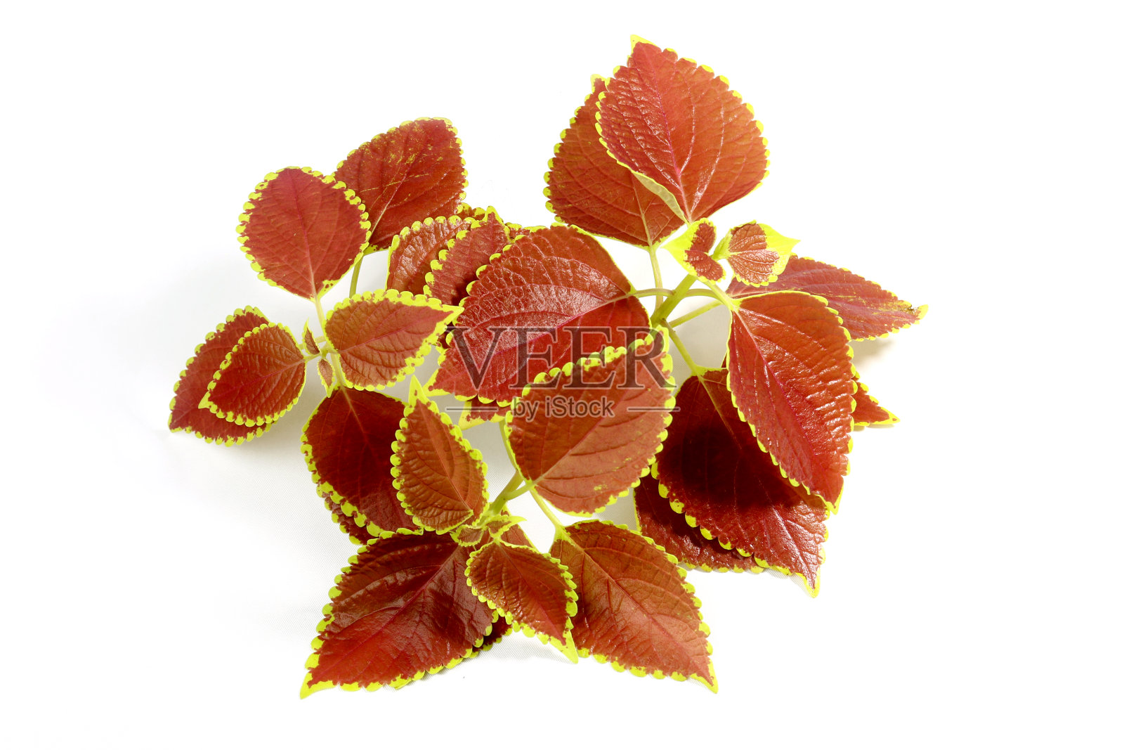 清洁紫菀叶或彩绘荨麻叶在手中。黄芩属植物，又称蔷薇叶，黄芩属植物，黄芩属植物是一种草本植物，属花叶科植物。照片摄影图片