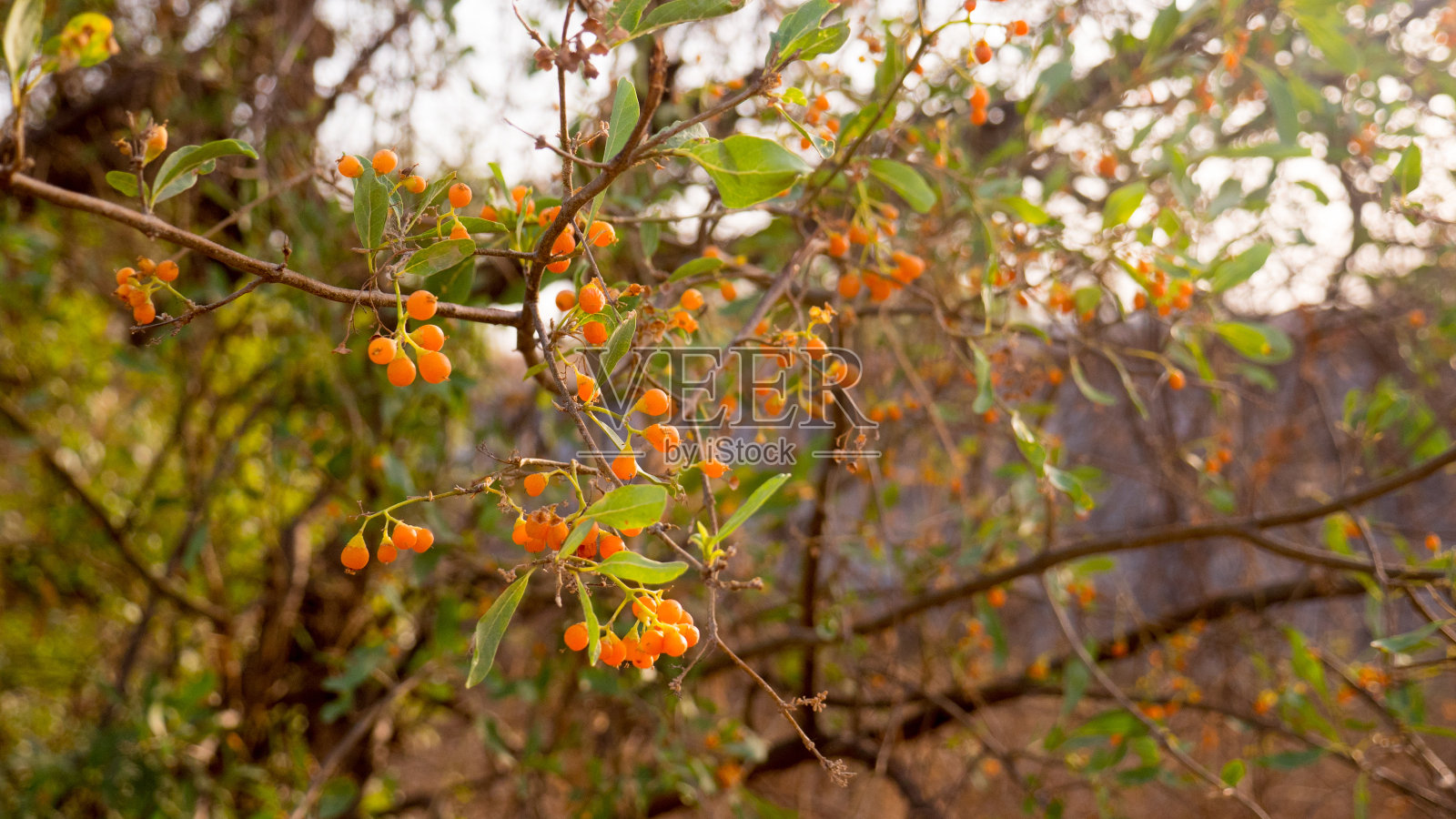 印度的橘子树。gumberry，在当地被称为gunda或lasoda (Cordia dichotoma)，是一种可食用的野果浆果。照片摄影图片