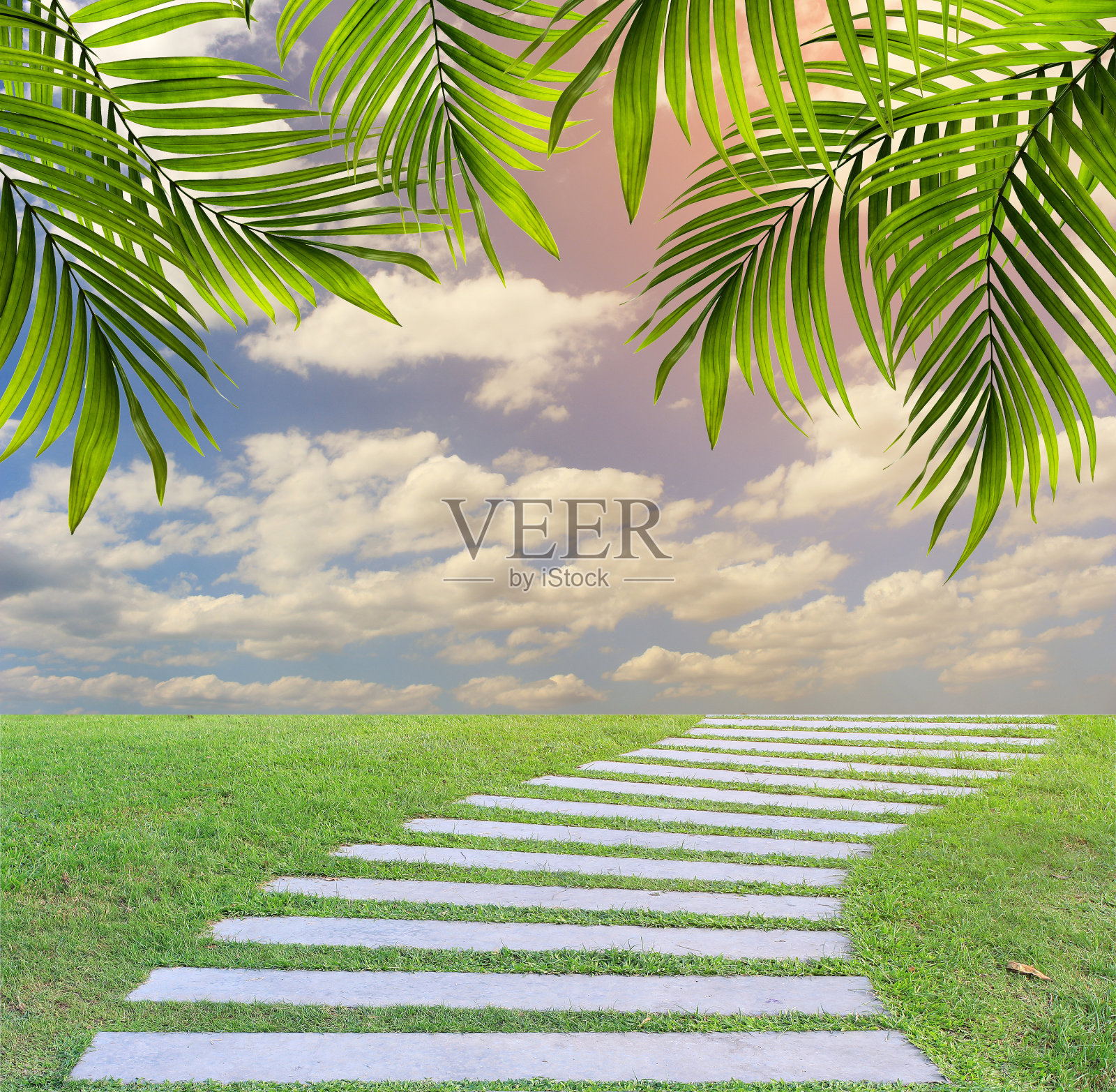 绿色棕榈叶夏季背景照片摄影图片