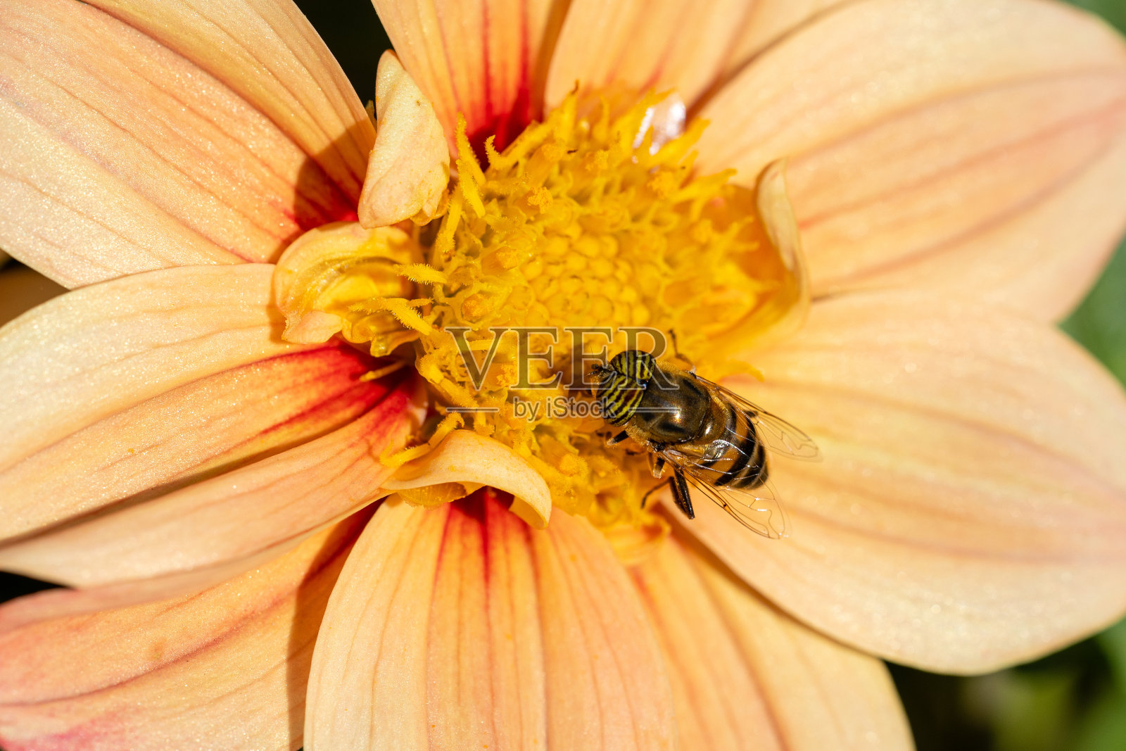 一只昆虫栖息在大丽花上为花授粉照片摄影图片