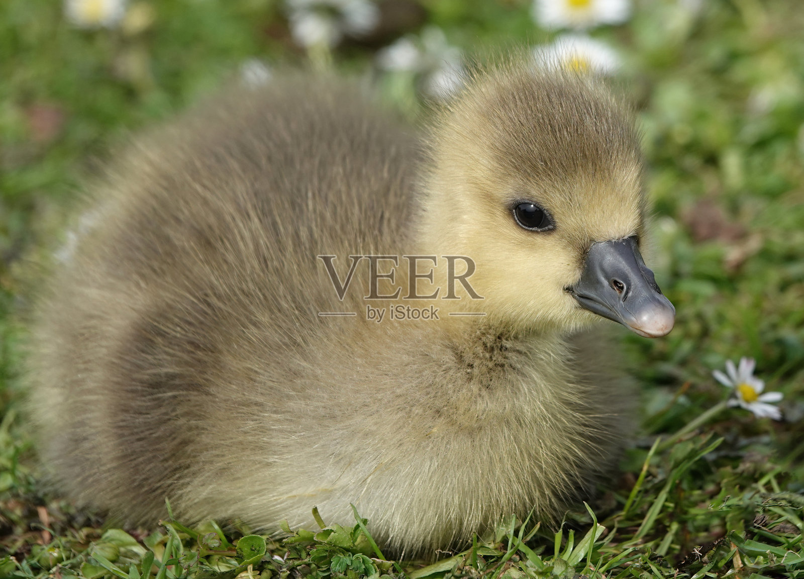 一只可爱的小鹅在草地上休息的特写镜头。照片摄影图片