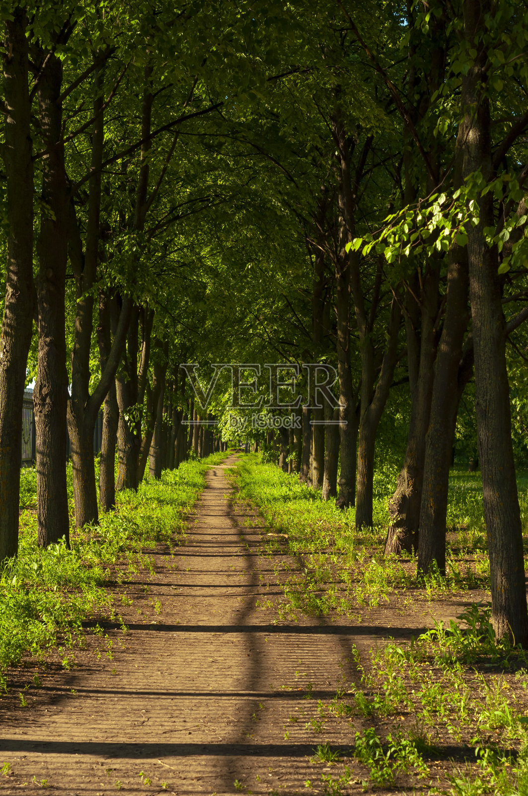 晴朗的日子里，城市公园里浓密的荫凉小巷。垂直的快照。照片摄影图片