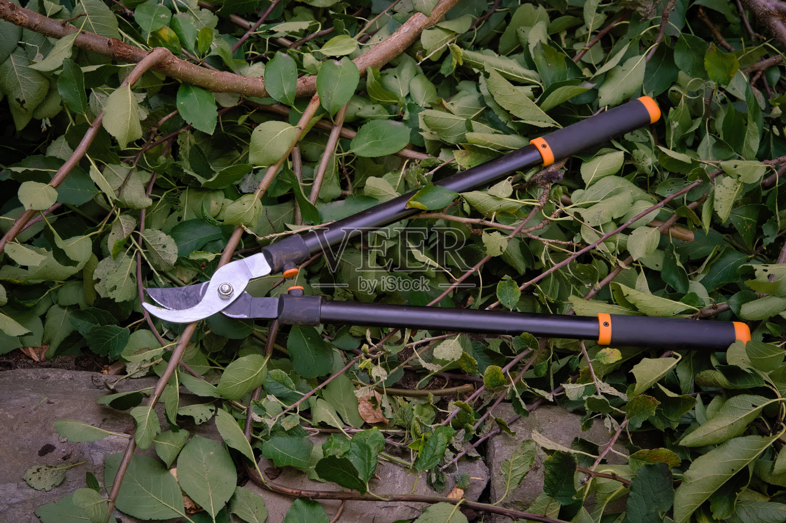 一堆砍下的树枝上的大修剪棚照片摄影图片