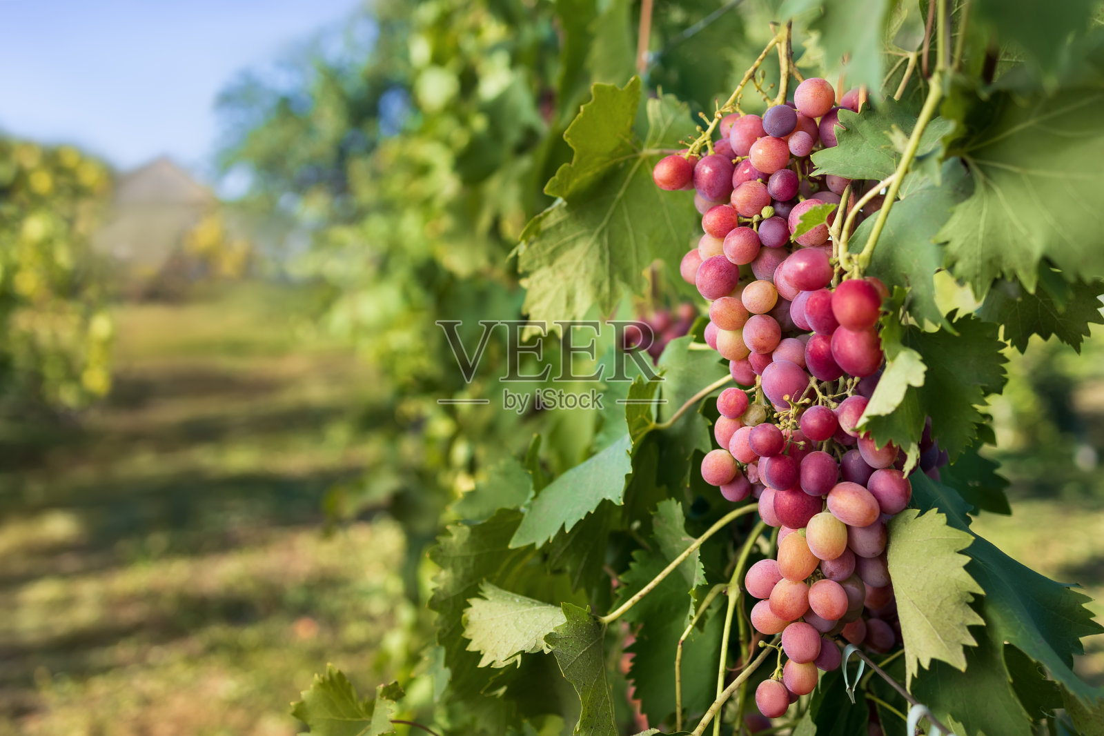 葡萄藤上的葡萄在葡萄园里准备收割照片摄影图片