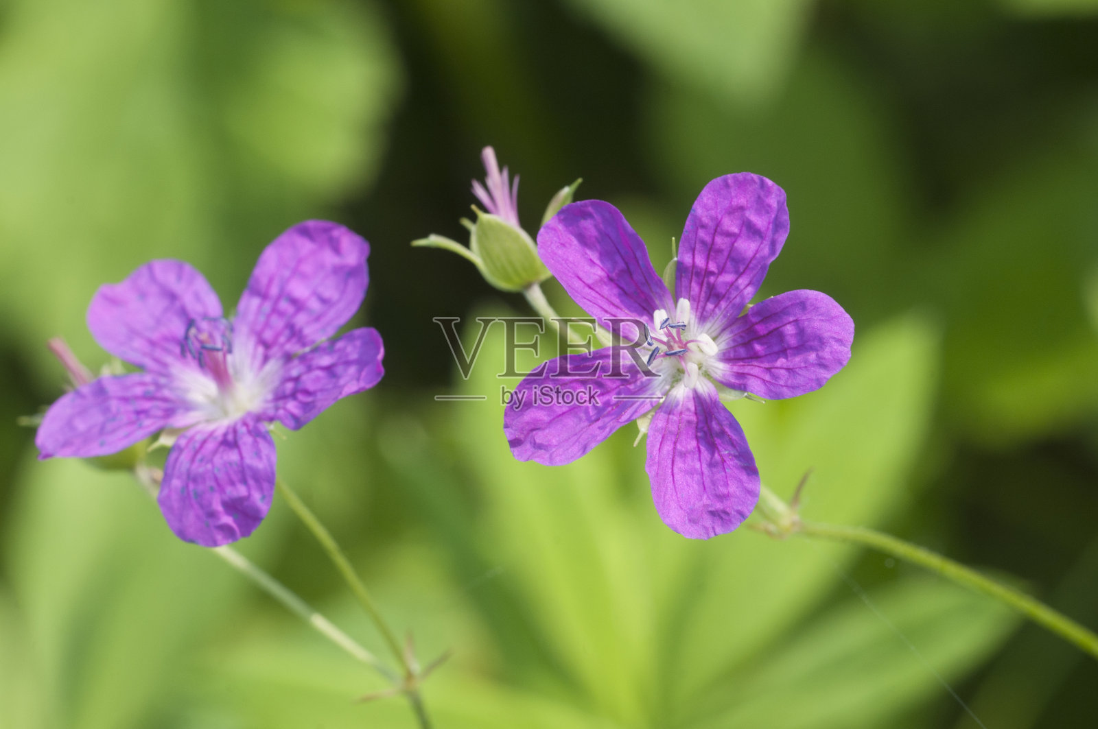 花园天竺葵花，微距拍摄照片摄影图片
