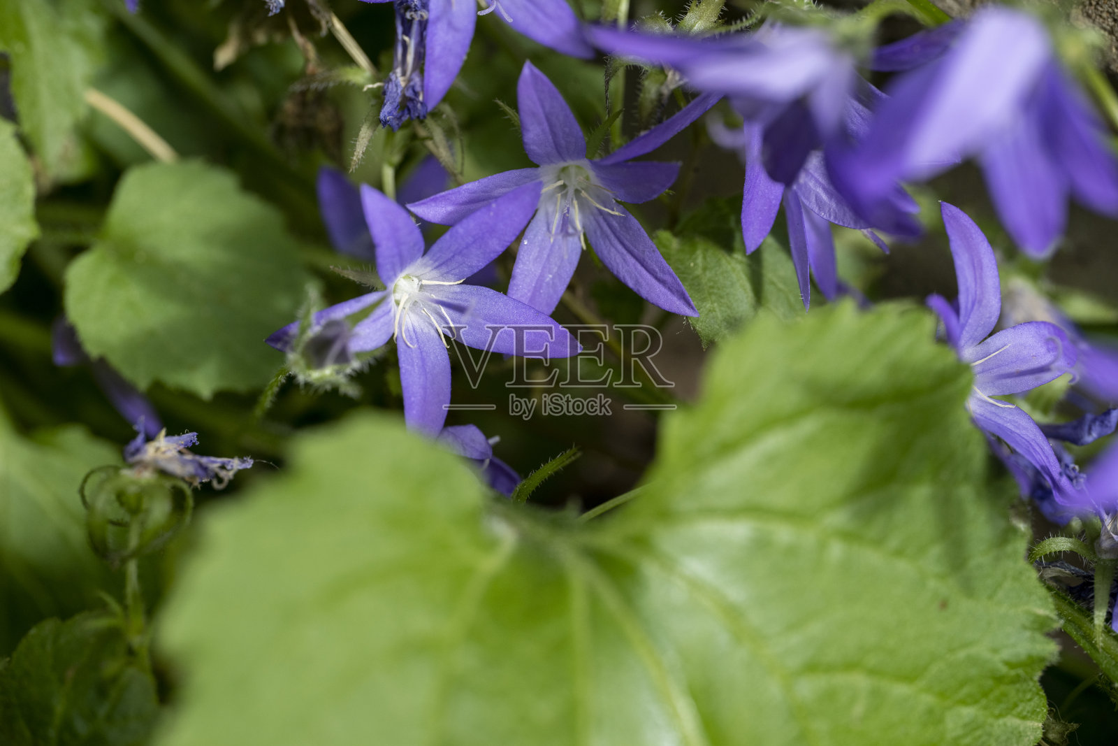 蓝色的坎特伯雷铃铛花照片摄影图片