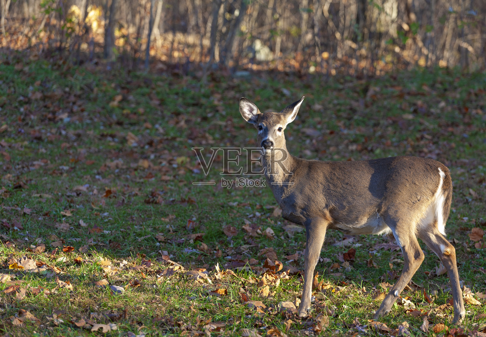 弗吉尼亚州秋天的白尾鹿照片摄影图片