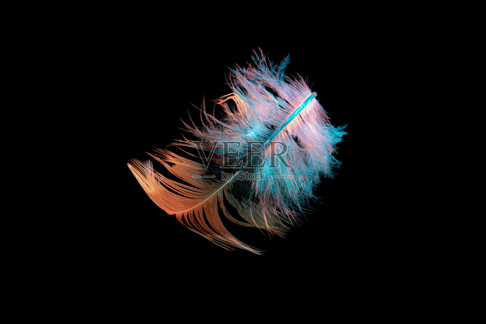 我的大朋友送的彩色羽毛照片摄影图片