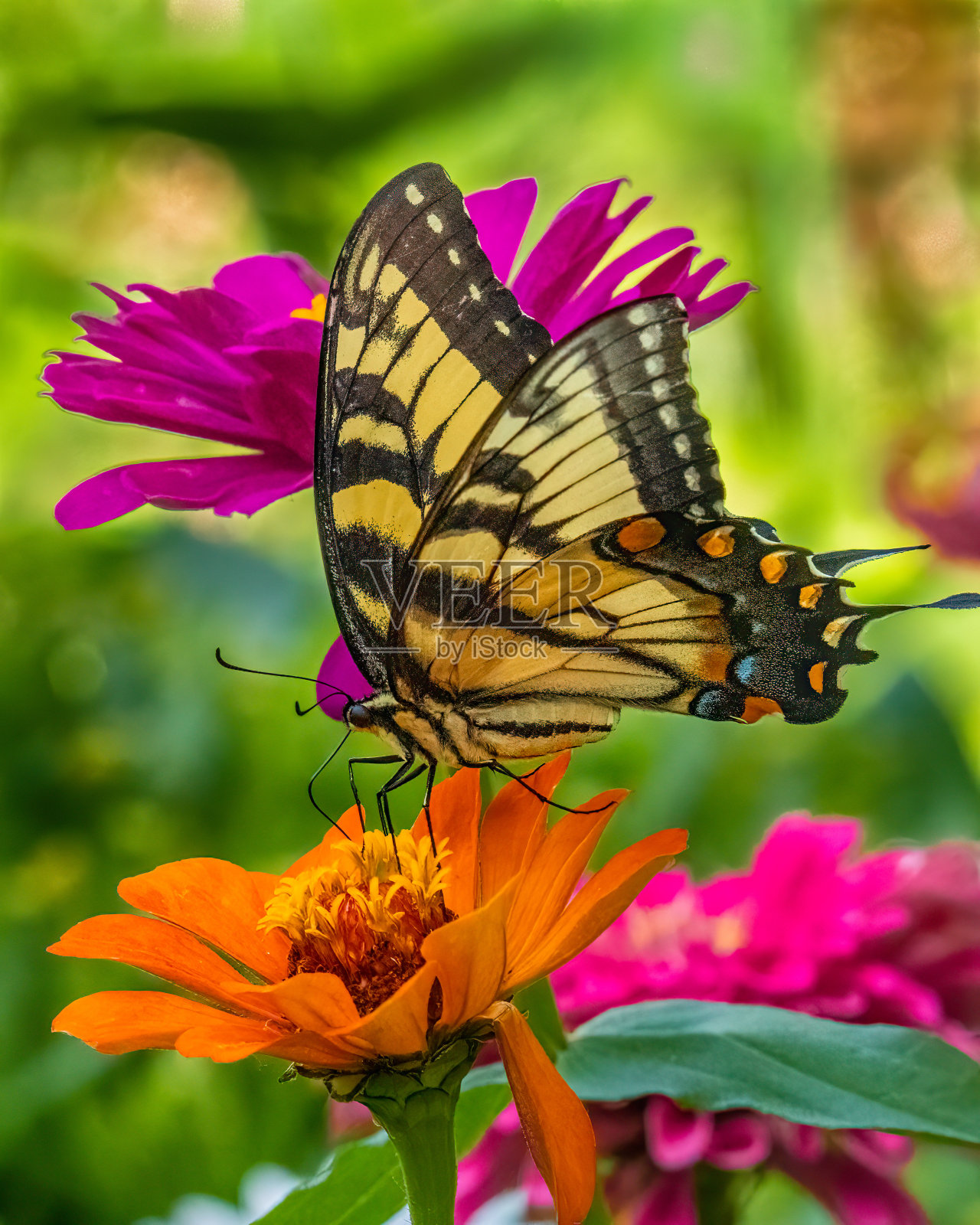 百日菊花上的加拿大燕尾花照片摄影图片