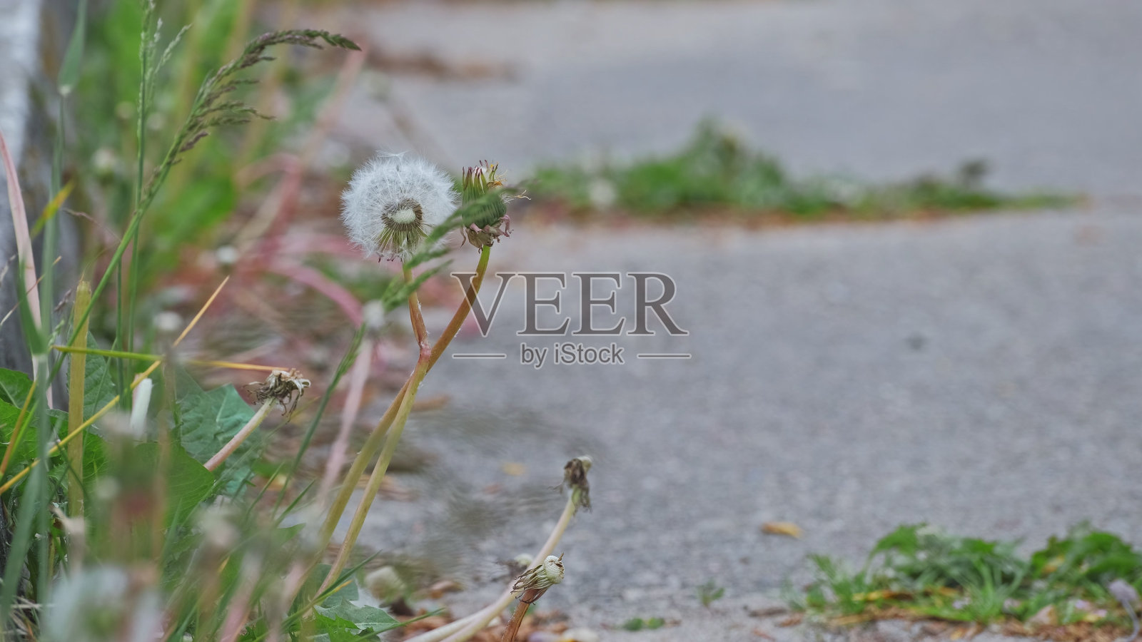 蒲公英种子在混凝土铺装表面生长照片摄影图片