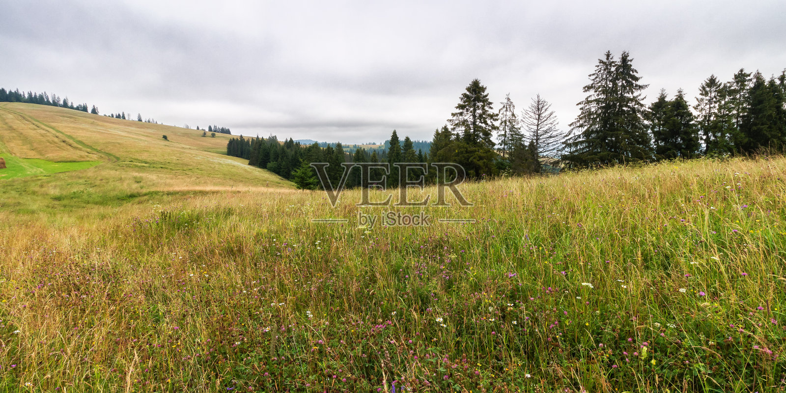 长满草的山上的针叶林照片摄影图片