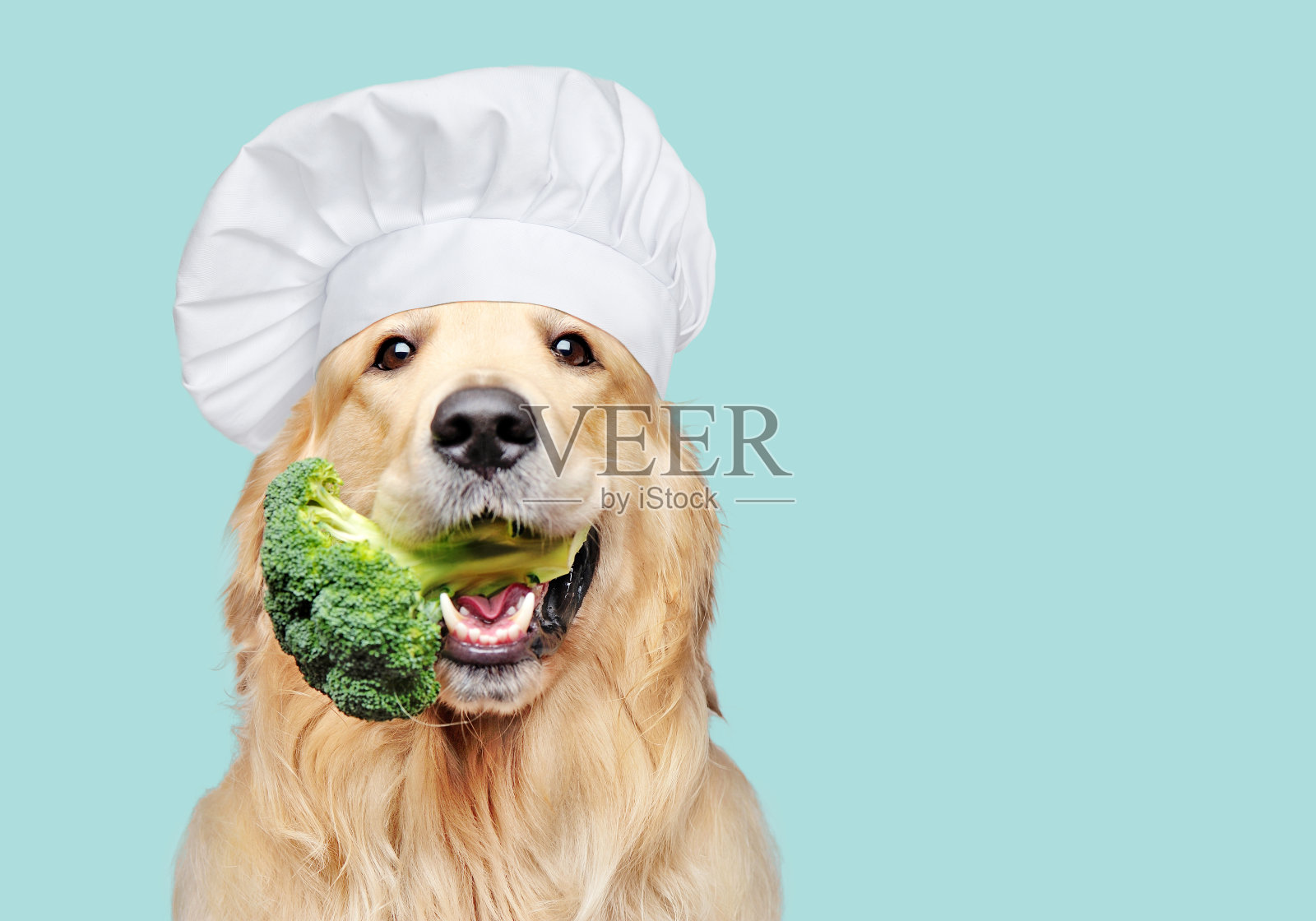 金毛猎犬烹饪时嘴里含着西兰花照片摄影图片