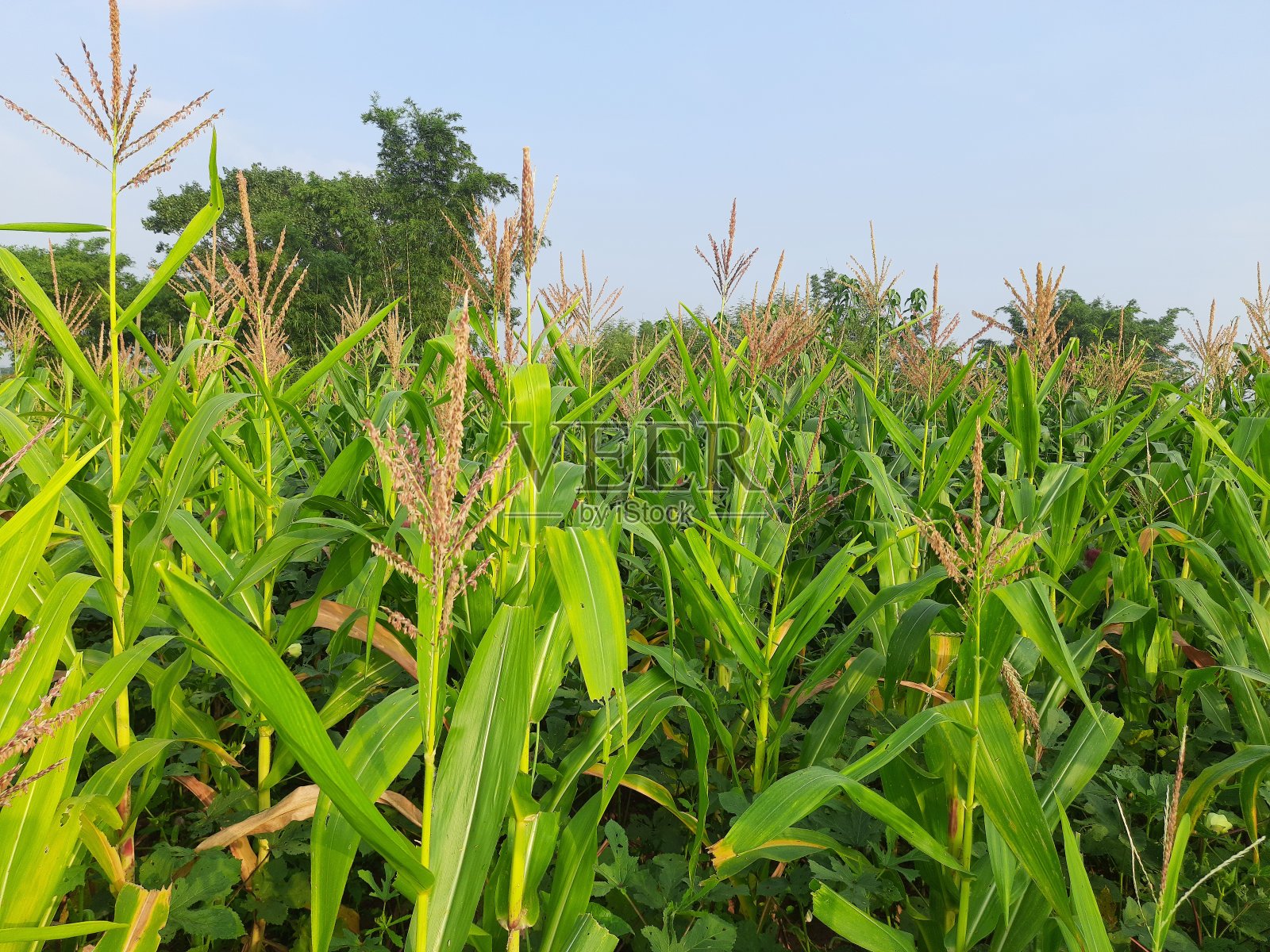 玉米农业自然田野照片摄影图片