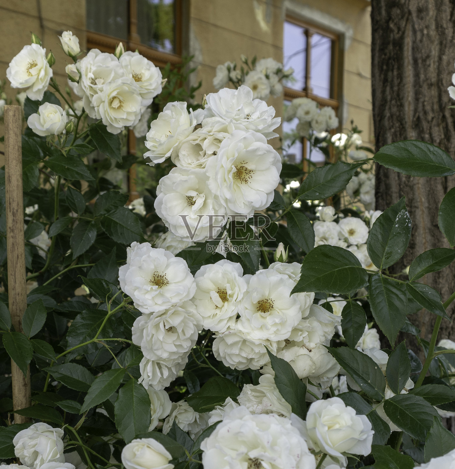 绿色的玫瑰丛中点缀着雪白的玫瑰花照片摄影图片